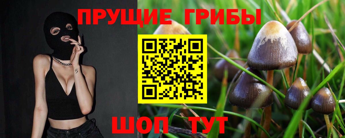 Псилоцибиновые грибы Psilocybe Великие Луки